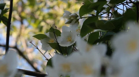 Beautiful Jasmine Flowers. Springtime. Stock Footage 39616740