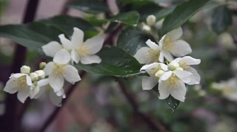 Beautiful Jasmine shrub after spring rain,Jasminum,blooming Philadelphus flowers Stock Footage 38186462
