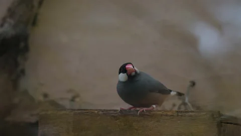 Beautiful Java sparrow is sitting on wooden planks 스톡 동영상 137098514