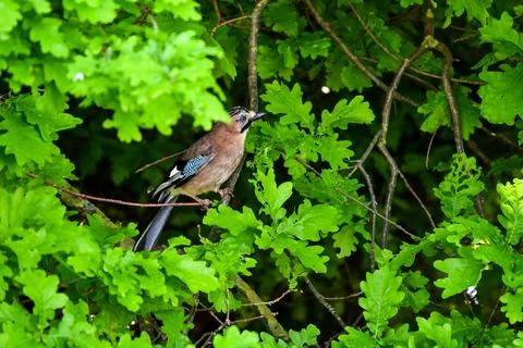 Beautiful Jay bird Stock Photos