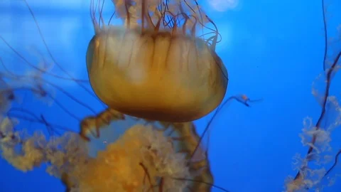 Beautiful jelly fish floating deep water closeup Stock Footage 98614196