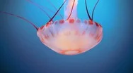A Beautiful Jellyfish (Chrysaora Fuscescens) Floats Through The Ocean Stock Footage