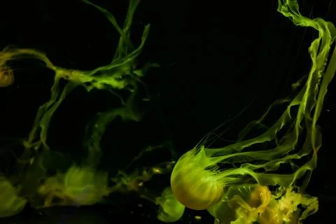 Beautiful jellyfish close up. Stock Photos