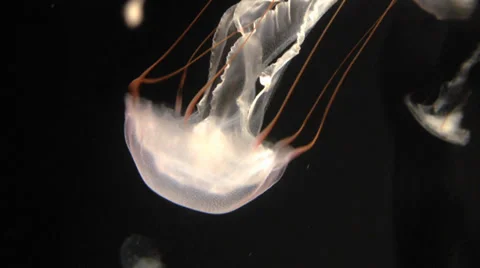 Beautiful Jellyfish Stock Footage 32935090