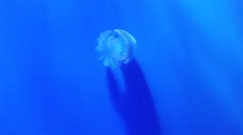 Beautiful jellyfish Stock Footage 49935874