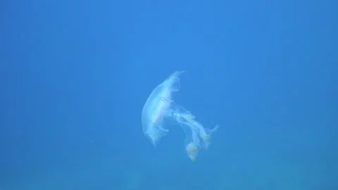 Beautiful jellyfish Stock Footage 263397041