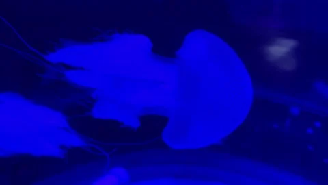 Beautiful jellyfish Stock Footage 308162714