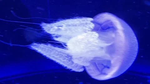 Beautiful jellyfish Stock Footage 308162888
