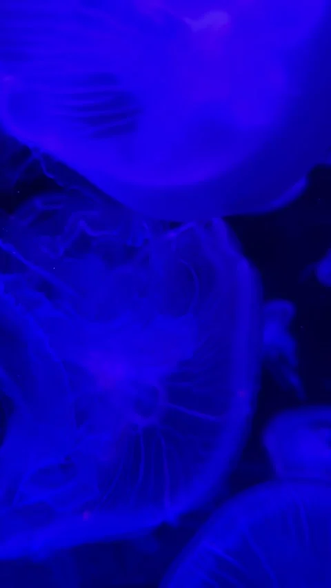 Beautiful jellyfish Stockbeeldmateriaal 308164326
