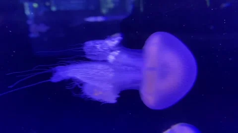 Beautiful jellyfish Stock Footage 308164440