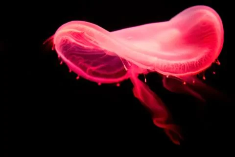 Beautiful jellyfish moving in the dark water Stock Photos
