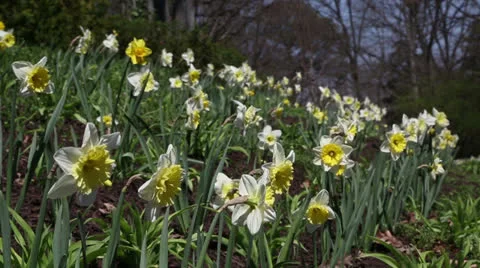 Beautiful jonquils Stock Footage 22732704