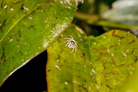 Beautiful Jumping Spide on the leaf Stock Photos
