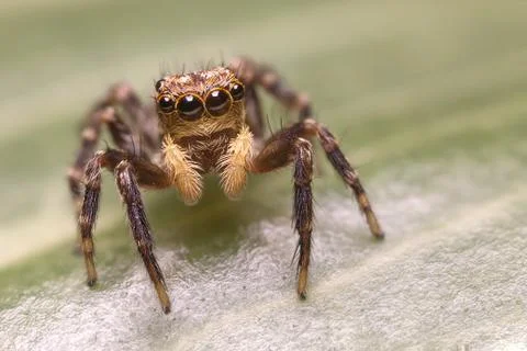 A beautiful jumping spider 写真素材