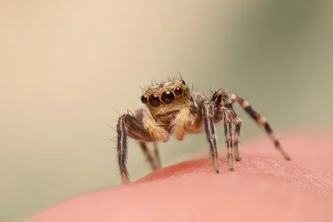 A beautiful jumping spider Stock Photos