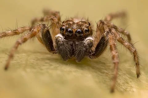 A beautiful jumping spider Stock Photos