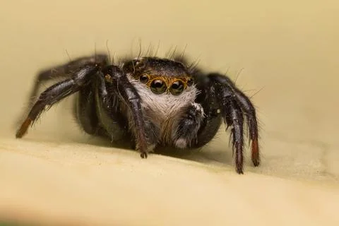 A beautiful jumping spider Stock Photos