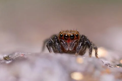 A beautiful jumping spider Stock Photos