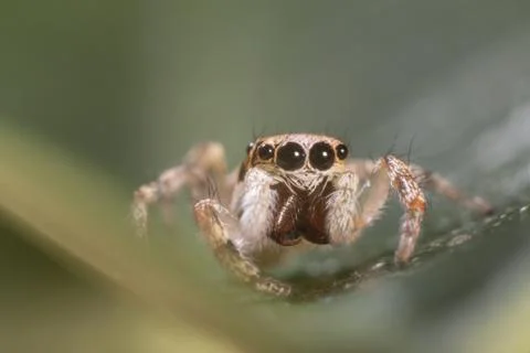 A beautiful jumping spider Foto stock