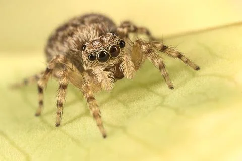 A beautiful jumping spider Stock Photos