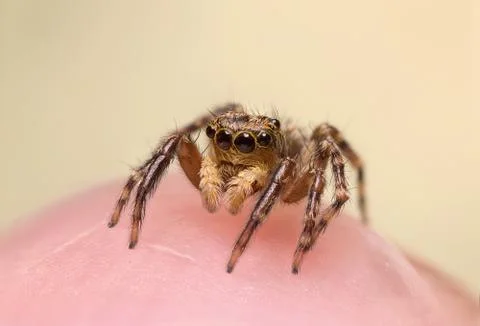 A beautiful jumping spider Stock Photos