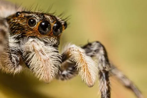 A beautiful jumping spider Stock Photos
