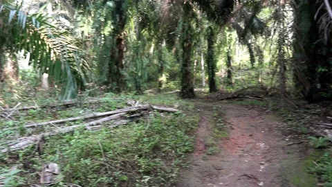 Beautiful jungle environment with palm tree footage Stock Footage 219785029