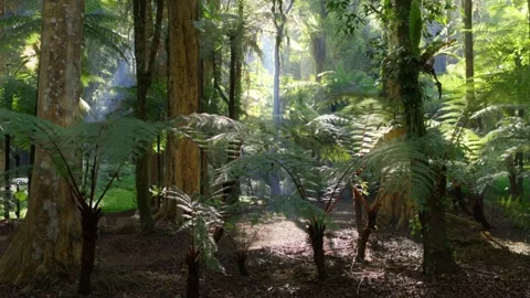 Beautiful jungle forest with sun rays shining through the trees in a forest Stock Footage 245470123