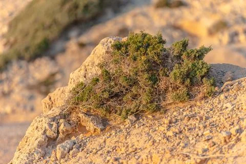 Beautiful juniper on the rocks Stock Photos