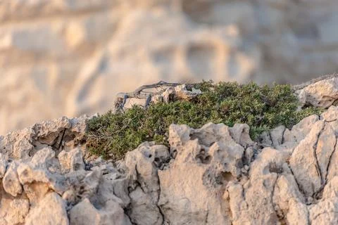 Beautiful juniper on the rocks Stock Photos