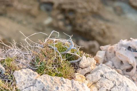 Beautiful juniper on the rocks Stock Photos