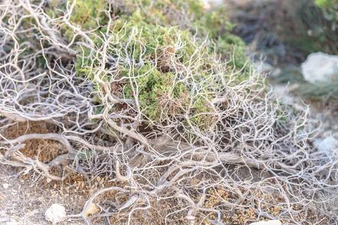 Beautiful juniper on the rocks Stock Photos