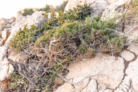 Beautiful juniper on the rocks Stock Photos