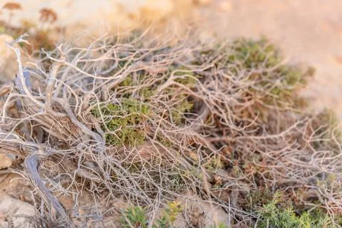 Beautiful juniper on the rocks Stock Photos