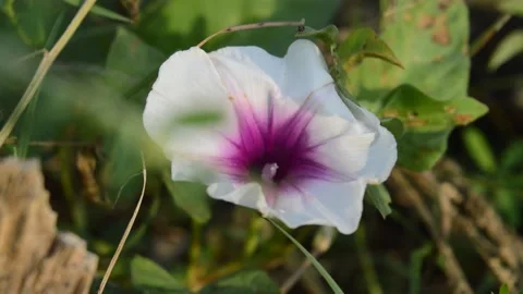 Beautiful kale flower Stock Footage 212548791