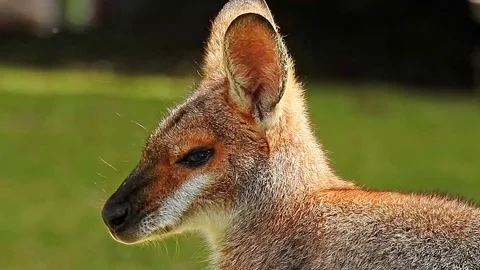 Beautiful Kangaroo portrait looking left Stock Footage 208608986
