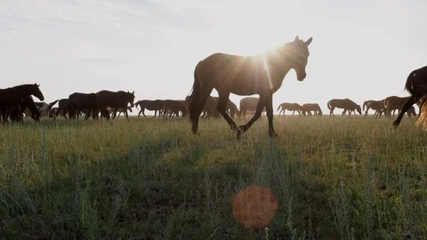 Beautiful Kazakhstan nature and grazing horse herd on the field Stock Footage