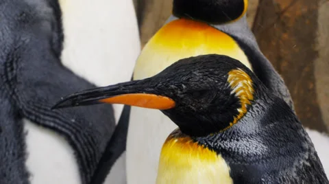 Beautiful king penguin Stock Footage 32328210