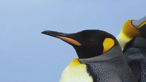 Beautiful King Penguin Pair Close Up Blue Sky Wildlife Documentary Stock Footage 277919975