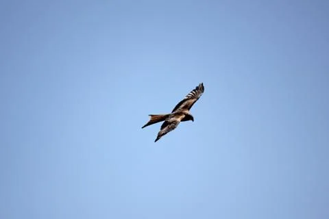 Beautiful kite flying up in the sky Stock Photos