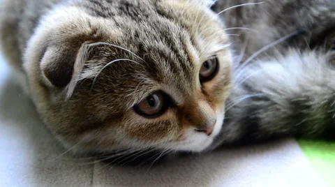 Beautiful kitten 動画素材 49195128