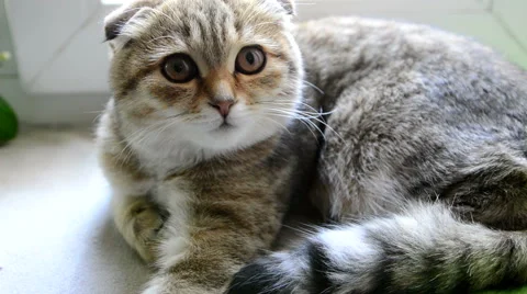 Beautiful kitten 動画素材 49195158