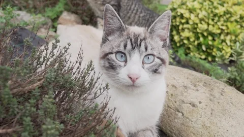 Beautiful kitten looking at the camera and playing in the garden Видео 124713544