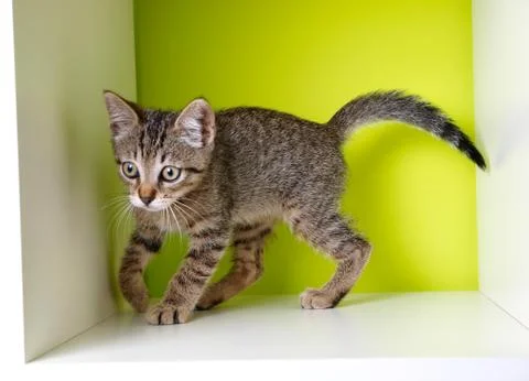 Beautiful kitten Stock Photos