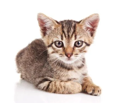 Beautiful kitten Stock Photos
