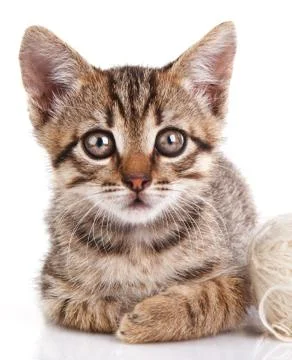 Beautiful kitten Stock Photos