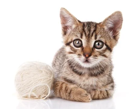 Beautiful kitten Stock Photos