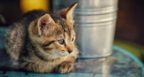 A beautiful kitten Stock Photos