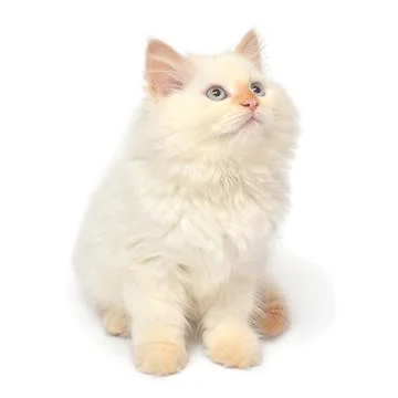 Beautiful kitten posing lying isolated on white background. Persian cat Stock Photos