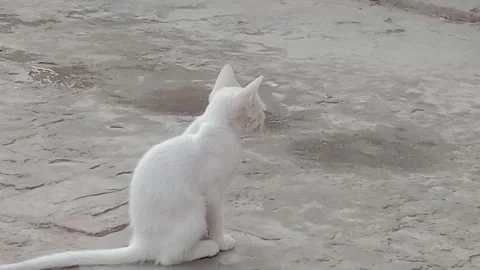 Beautiful Kitten Seen From Behind Stock Footage 346737733